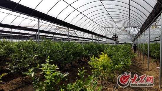 园区基地(日照大众网 李佩强 摄)