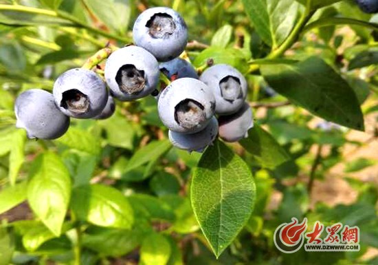 2成熟的蓝莓挂满枝头,如串串玛瑙(日照大众网 李佩强 摄)