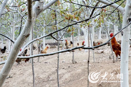 林上种树、林下养鸡 林上种树、林下养鸡