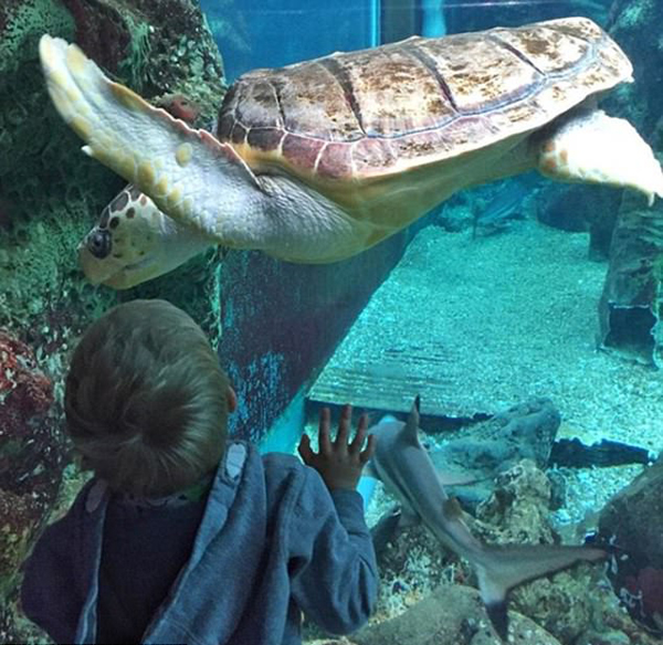 英夫妇双双辞职变卖房产 带年幼儿女周游世界